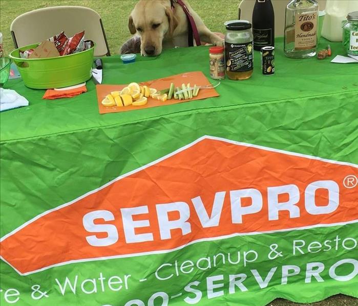 Table with a green SERVPRO banner and a dog standing up on it